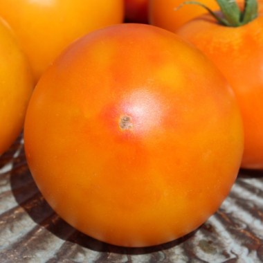 Tomate Skykomish (Samen)