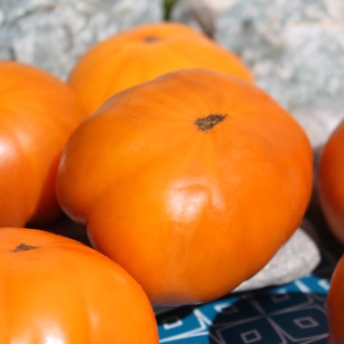 Tomate Uluru Ochre (Buschtomate) (Samen)