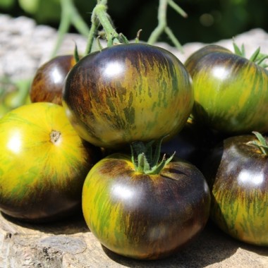 Neu! Tomate Xanadu Green Goddess (Samen)