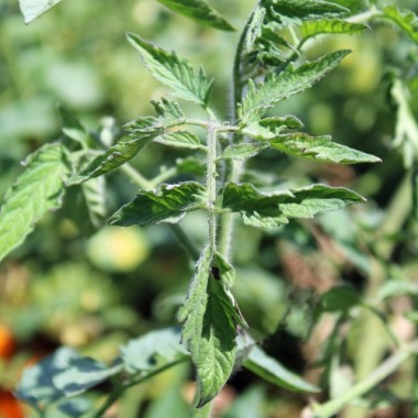 Neu! Tomate Xanadu Green Goddess (Samen)