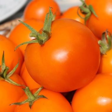 Tomate Zloty Ozarowski (freilandgeeignet) (Samen)
