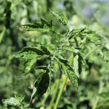 Neu! Tomate Zuckerino Lukas (Multiflora) (Samen)