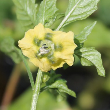 Tomatillo Marmeladny (Samen)