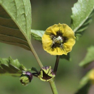 Tomatillo Mexican Husk (Samen)