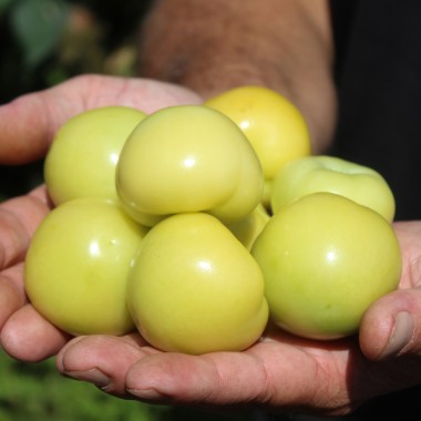 Tomatillo Mramorii (Samen)