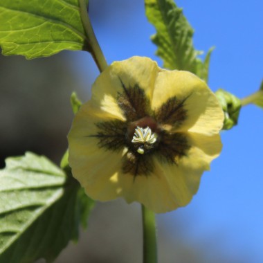Tomatillo Mramorii (Samen)