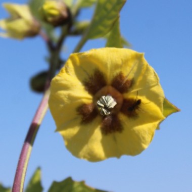 Tomatillo Purple Coban (Samen)