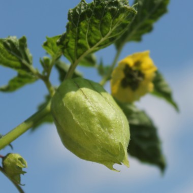 Tomatillo Zuni (Samen)
