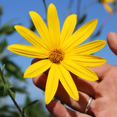 Neu! Topinambur Sonnenstrauß (Pflanze)