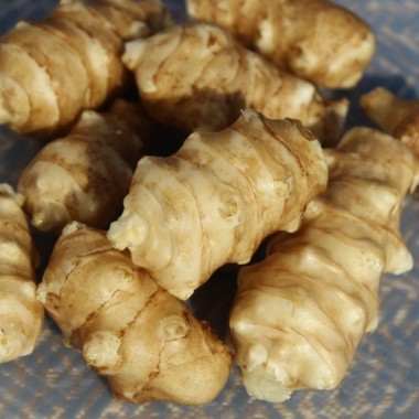 Neu! Topinambur Sonnenstrauß (Pflanze)