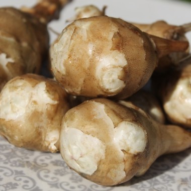 Neu! Topinambur Sugarball (Pflanze)