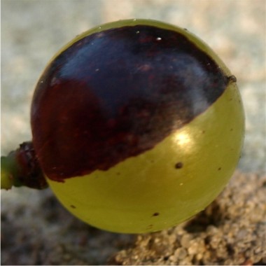 Wein Tressot Panaché (Pflanze)