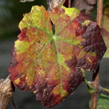 Wein Tressot Panaché (Pflanze)