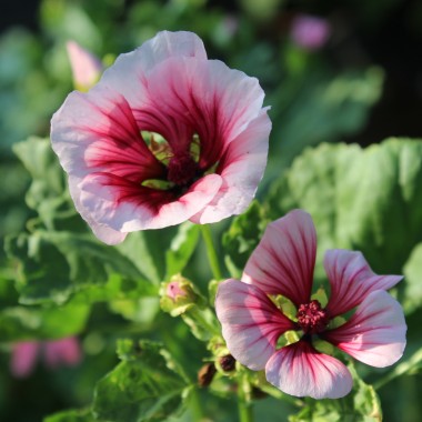 Trichtermalve rosa (Samen)