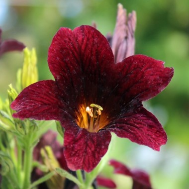 Trompetenzunge Black Trumpets (Samen)