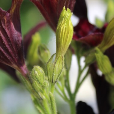 Trompetenzunge Black Trumpets (Samen)
