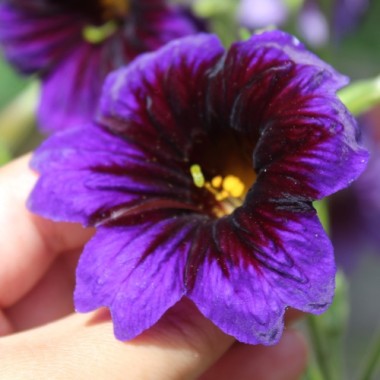 Trompetenzunge Kew Blue (Samen)