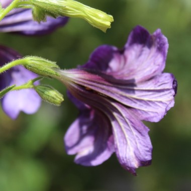 Trompetenzunge Kew Blue (Samen)