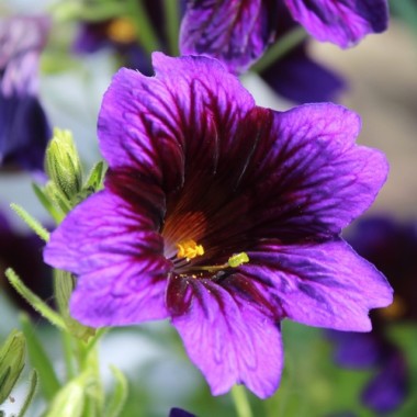 Trompetenzunge Kew Blue (Samen)