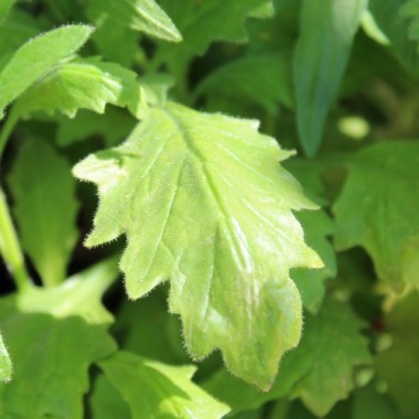 Trompetenzunge Kew Blue (Samen)