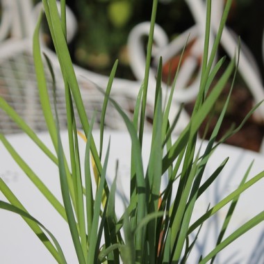 Zimmerknoblauch Kap der Guten Hoffnung (Pflanze)