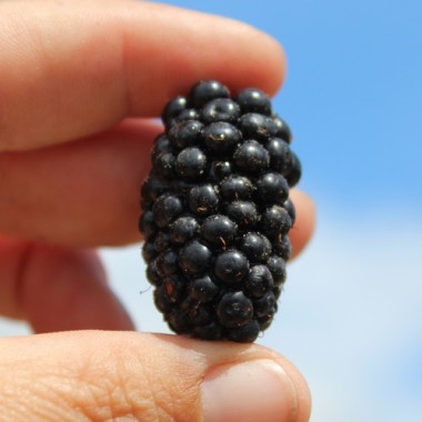 Tummleberry (Pflanze)