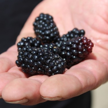 Tummleberry (Pflanze)