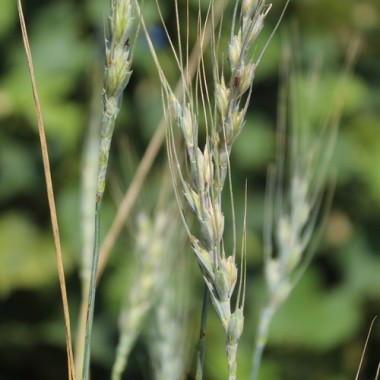 Neu! Urdinkel blau (Samen)