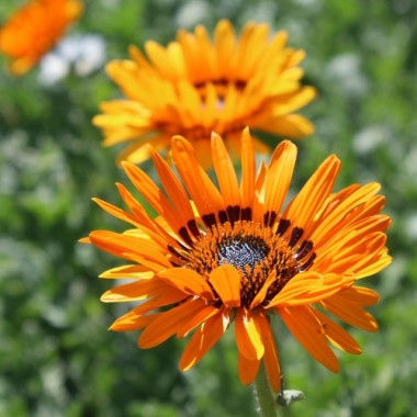 Venidie orange (Samen)