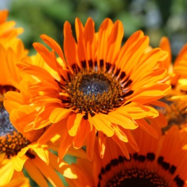 Venidie orange (Samen)