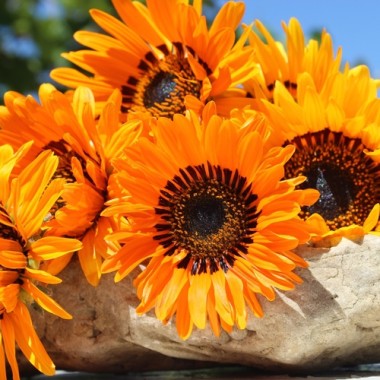 Venidie orange (Samen)
