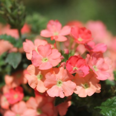 Verbene Apricot Shades (Samen)