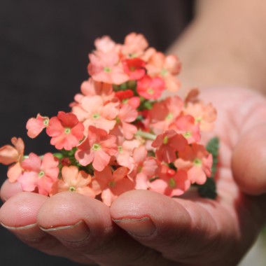 Verbene Apricot Shades (Samen)