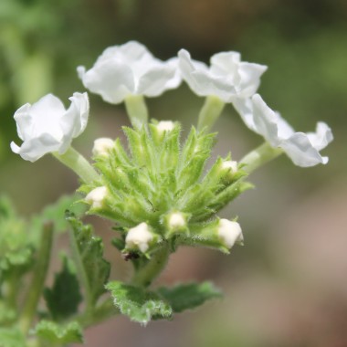 Verbene White (Samen)