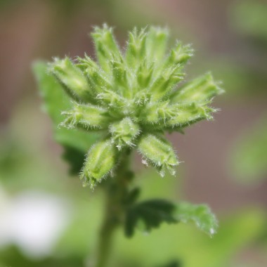 Verbene White (Samen)