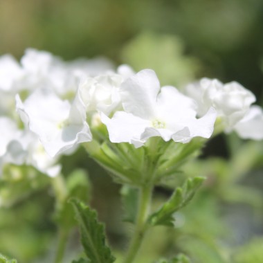 Verbene White (Samen)
