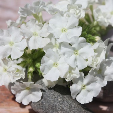 Verbene White (Samen)