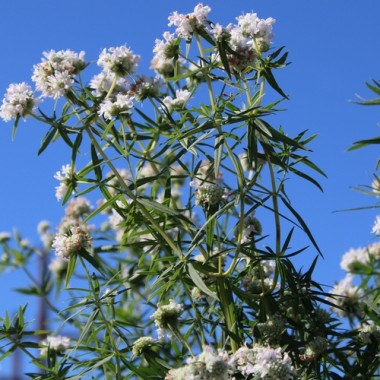 Virginische Bergminze (Samen)