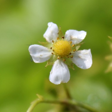 Neu! Walderdbeere Blanc Amélioré (Pflanze)