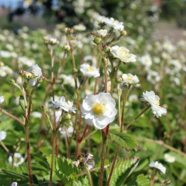 Walderdbeere Plena (Pflanze)