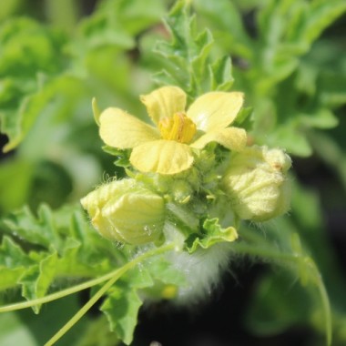 Wassermelone Bush Sugar Baby (Samen)