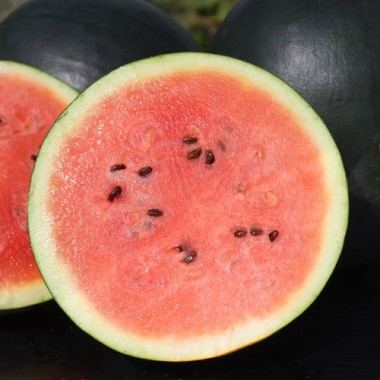 Wassermelone Bush Sugar Baby (Samen)