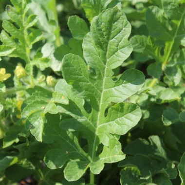 Wassermelone Bush Sugar Baby (Samen)