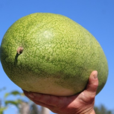 Wassermelone Charleston Gray (Samen)