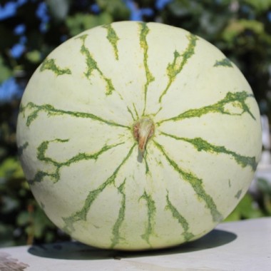 Wassermelone Chris Cross (Samen)