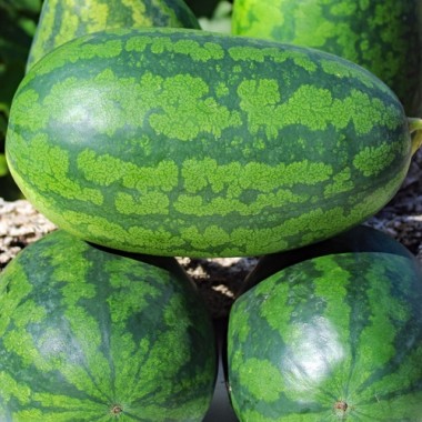 Wassermelone Congo (Samen)