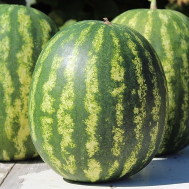 Wassermelone Crimson Sweet (Samen)