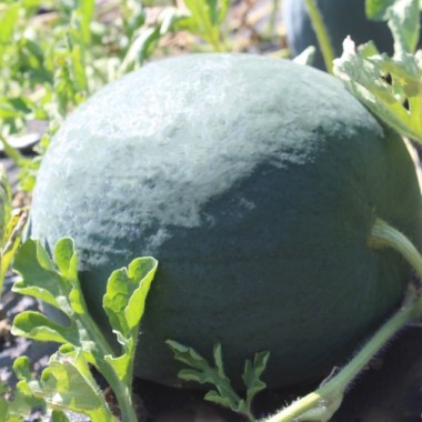 Wassermelone Florida Giant (Samen)