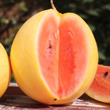 Wassermelone Golden Midget (Samen)