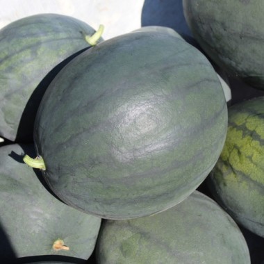 Wassermelone Janosik (Samen)